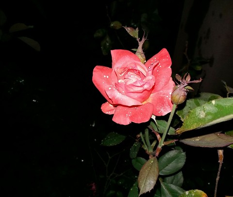 rose