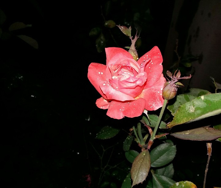 rose