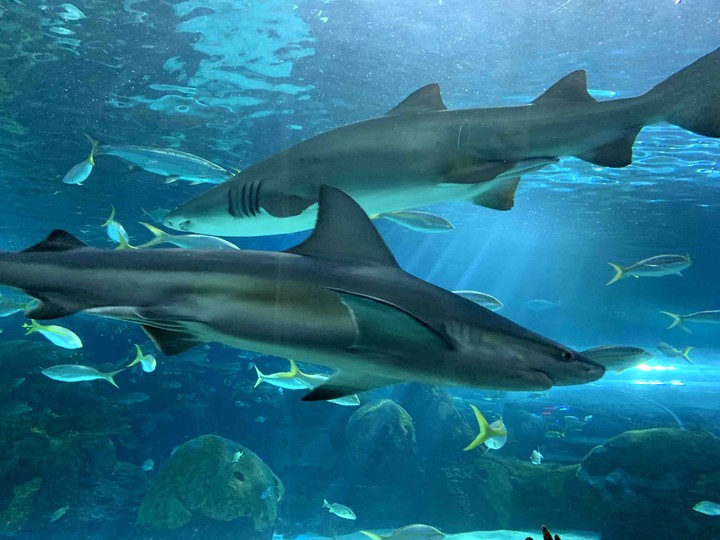 sharks