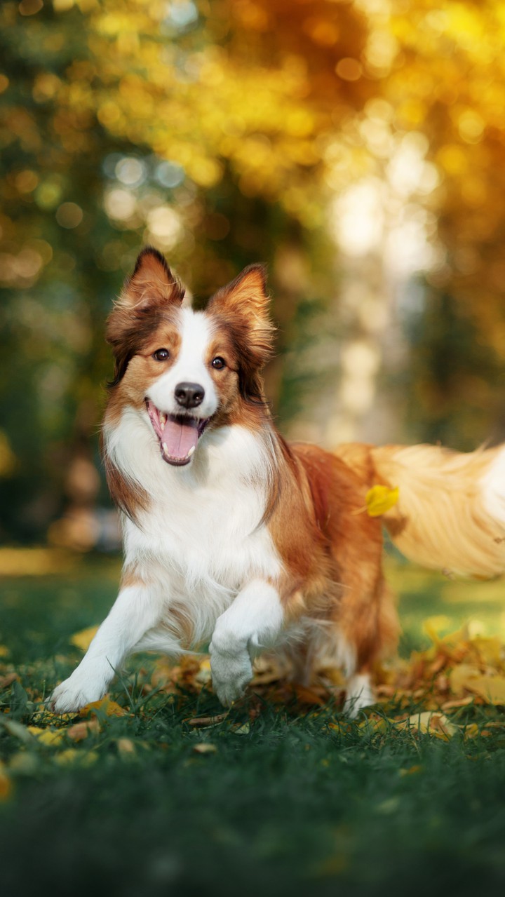 cute dog