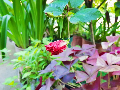 jardín