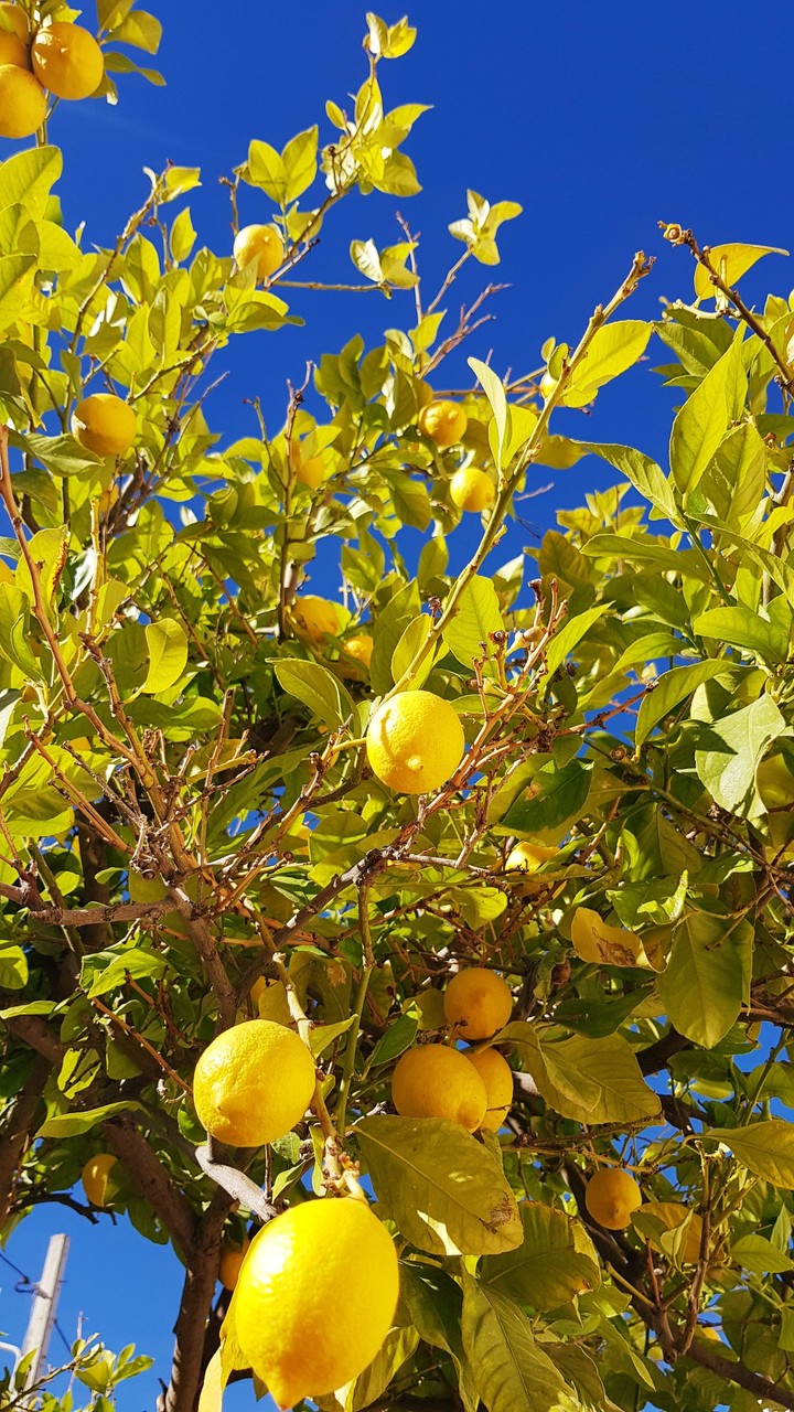 Citrus Gabès Tunisia