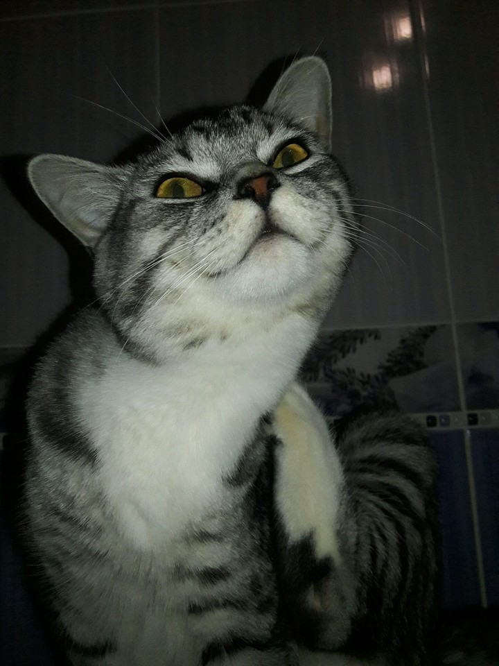 cat