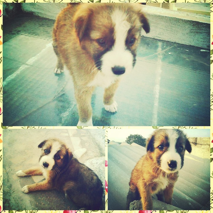 Brownie 