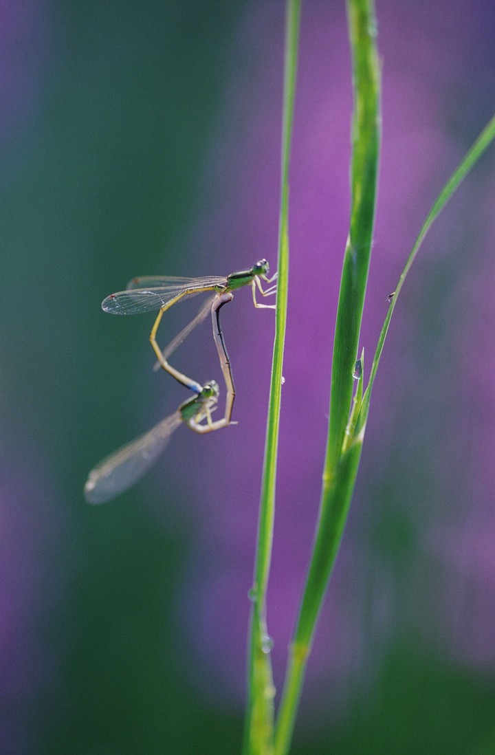 산의사계