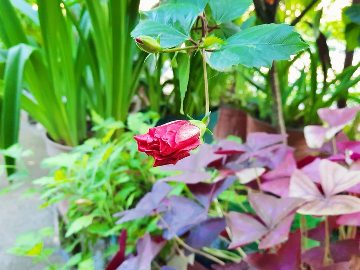 jardín
