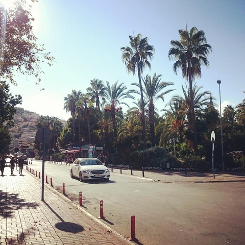palm at street