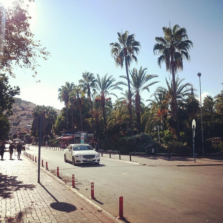 palm at street