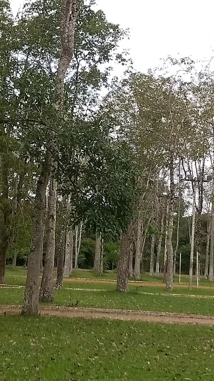 Natureza 