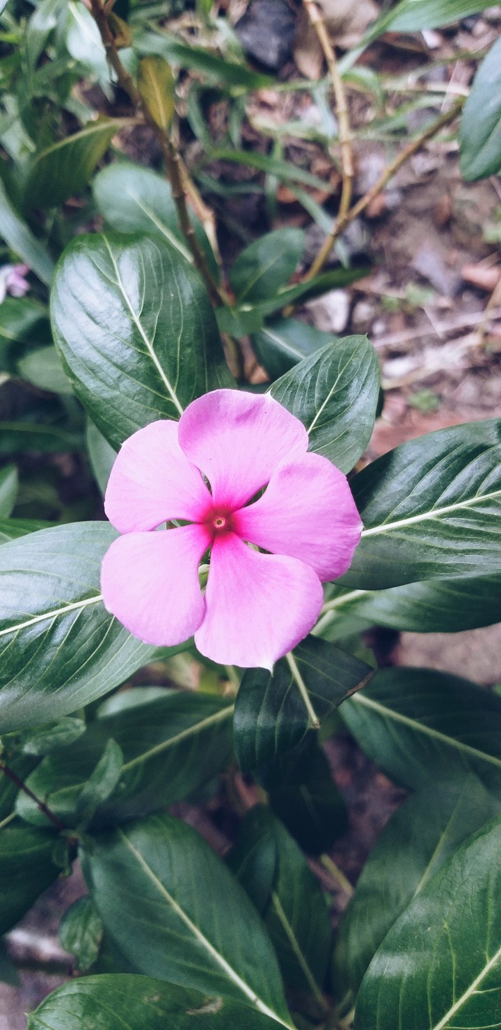 bloom