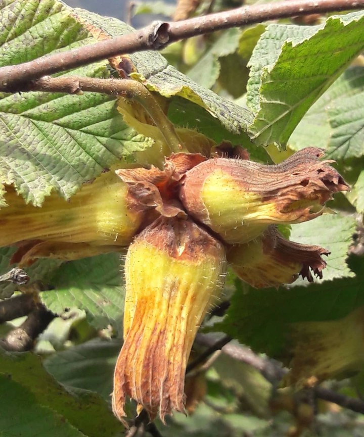 hazelnut/TURKEY