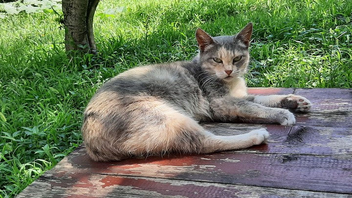 cat
