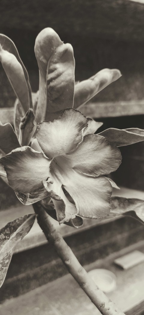 monochrome