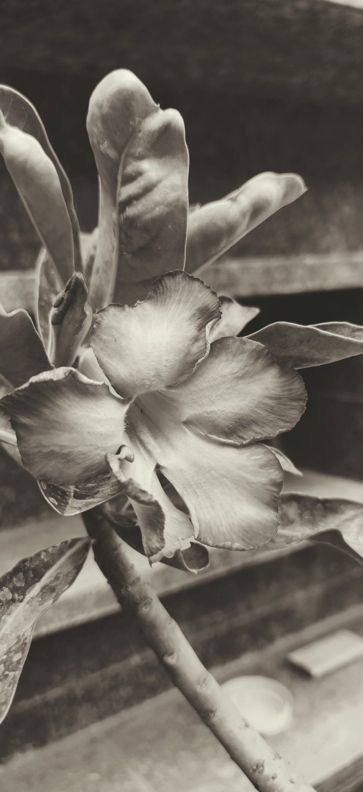 monochrome