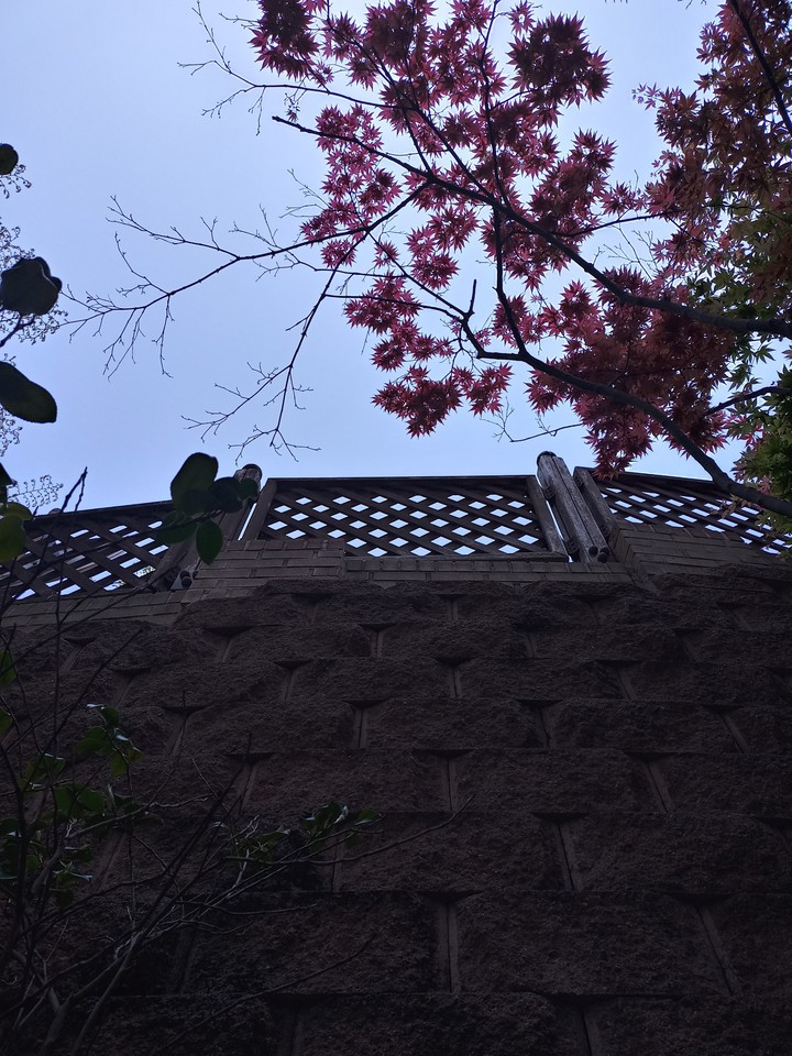 단풍