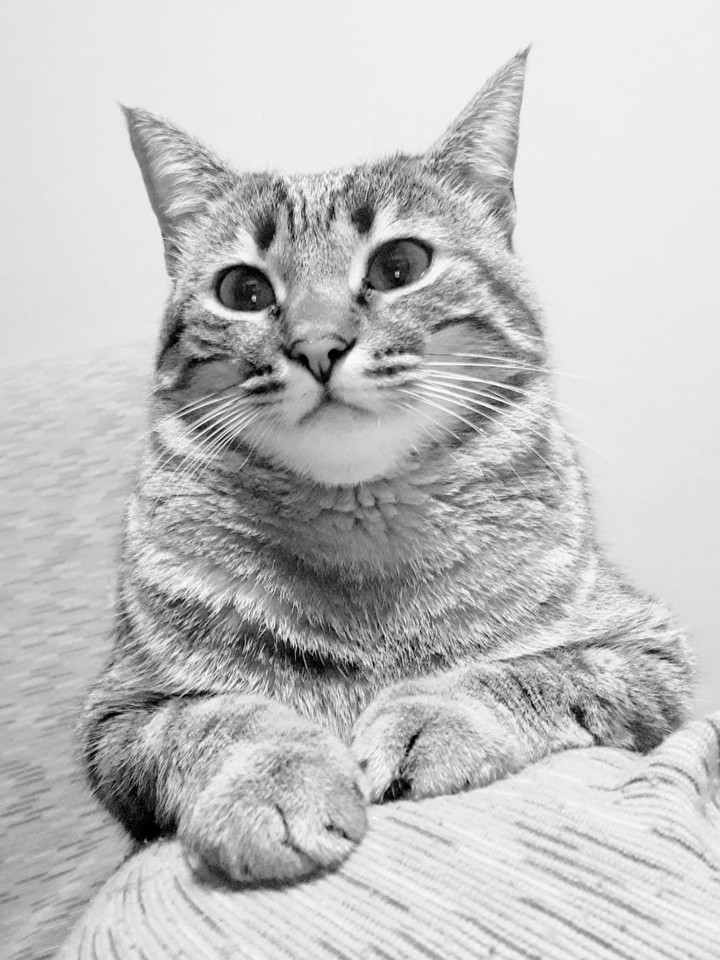 the queen