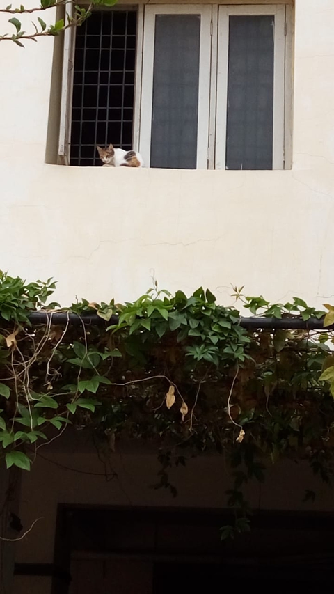 The cat on the wall.