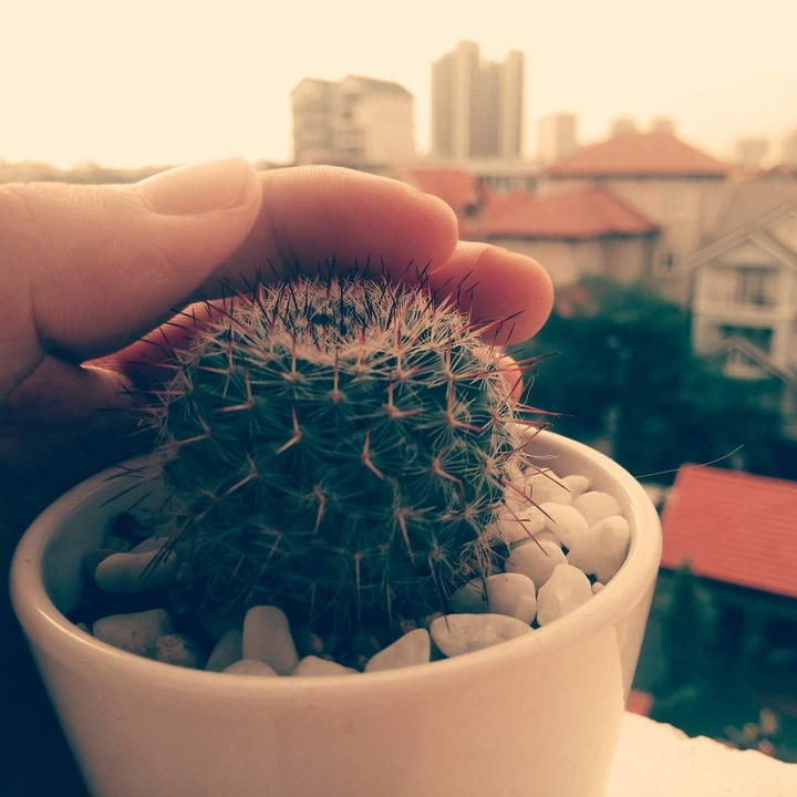 cactus