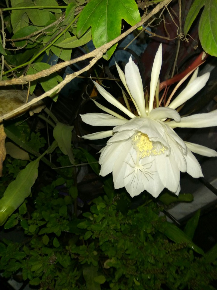 flower power