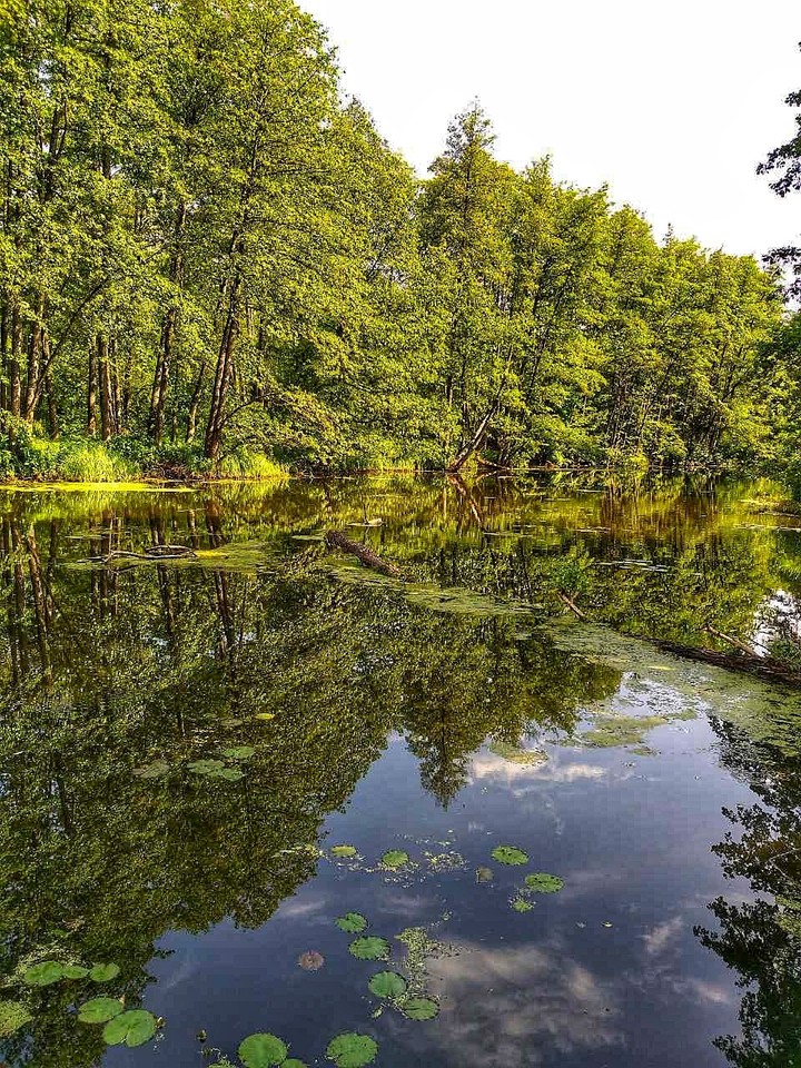 зеркальное отражение