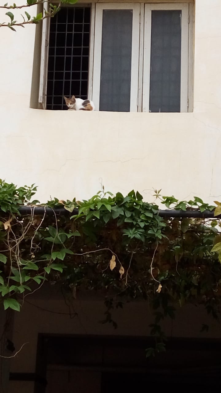 The cat on the wall.