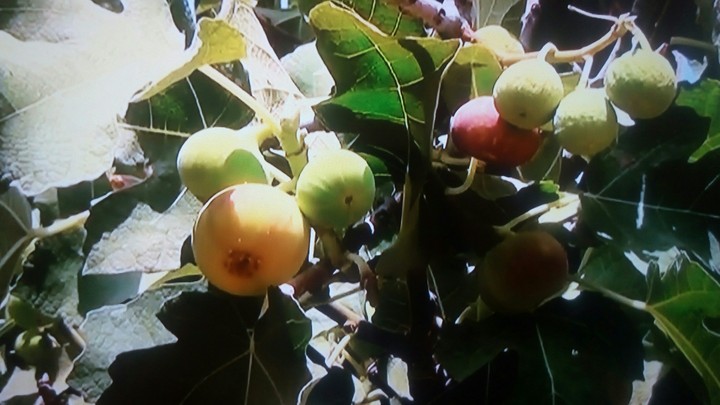 fig