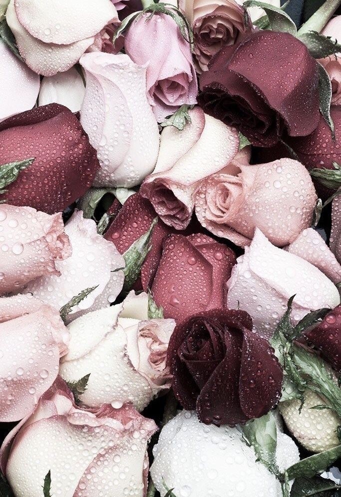 rose