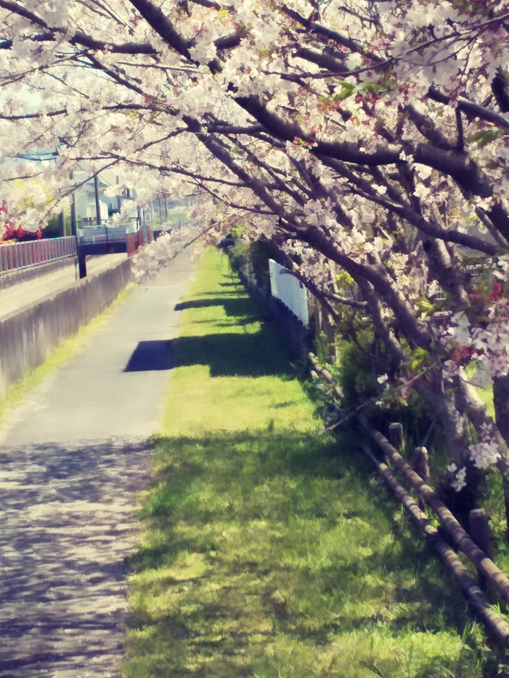 Cherry trees lined path
