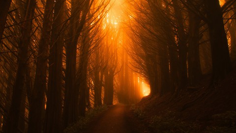 light orange forest sunset