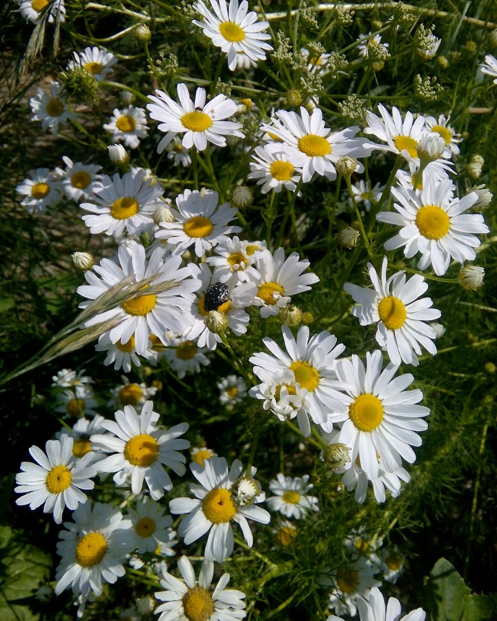 Camomiles