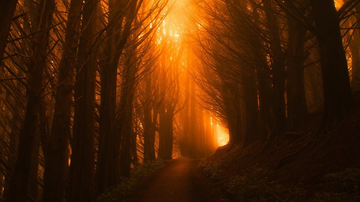 light orange forest sunset