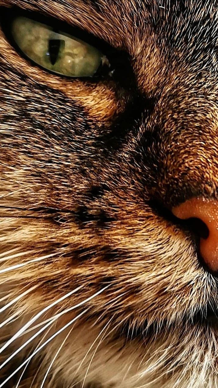 Nala my cat