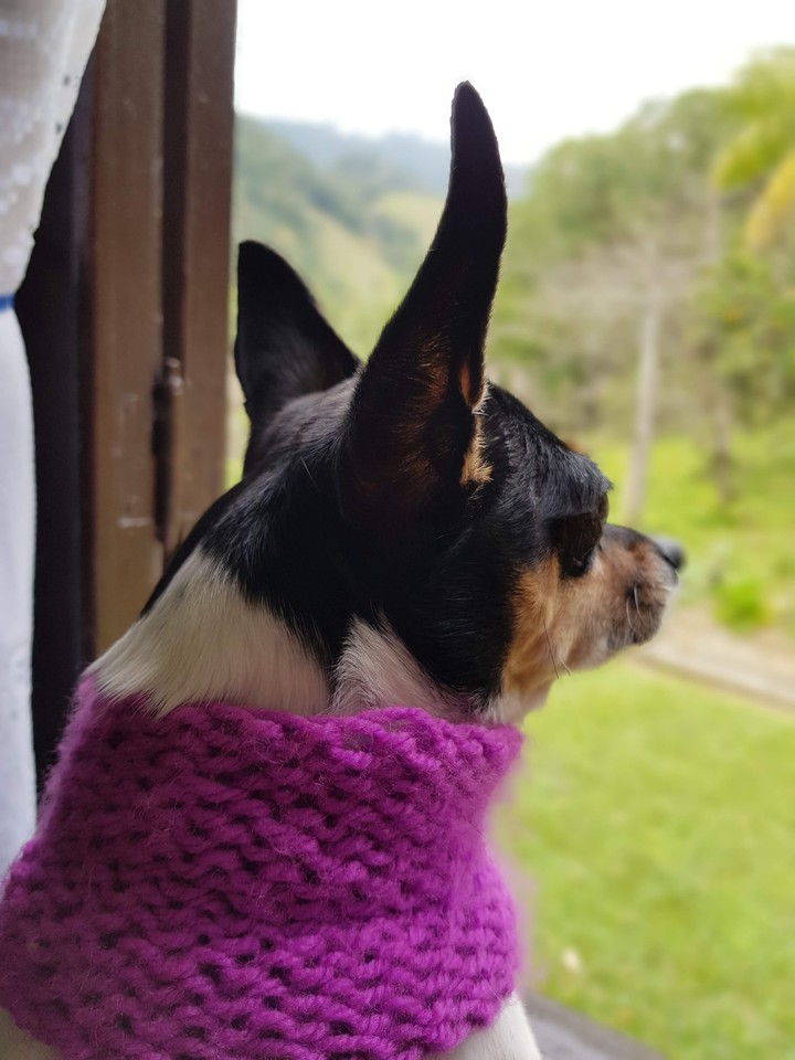 Dog