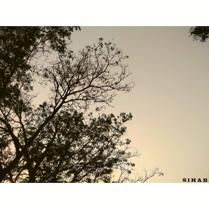 tree in black