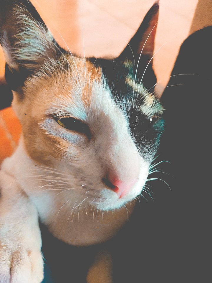 My pet