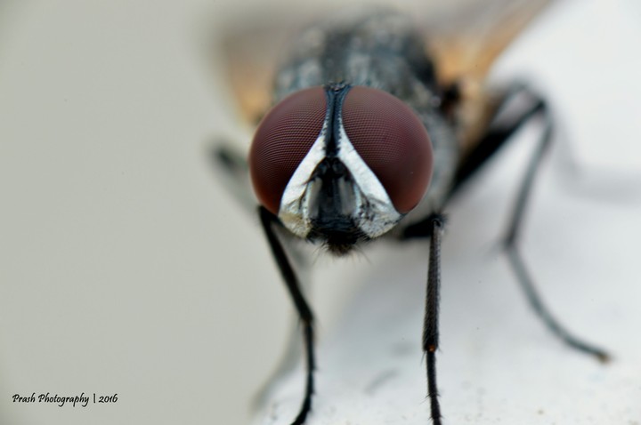 Macro Housefly