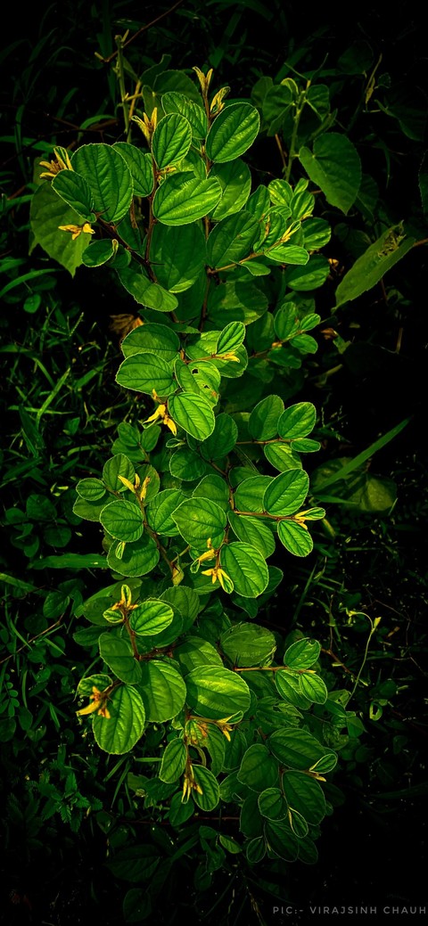 Yellow, phyllanthaceae वॉलपेपर