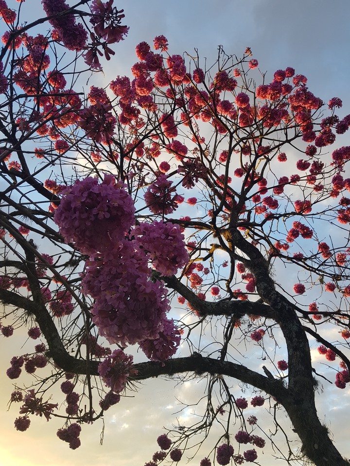 Flores