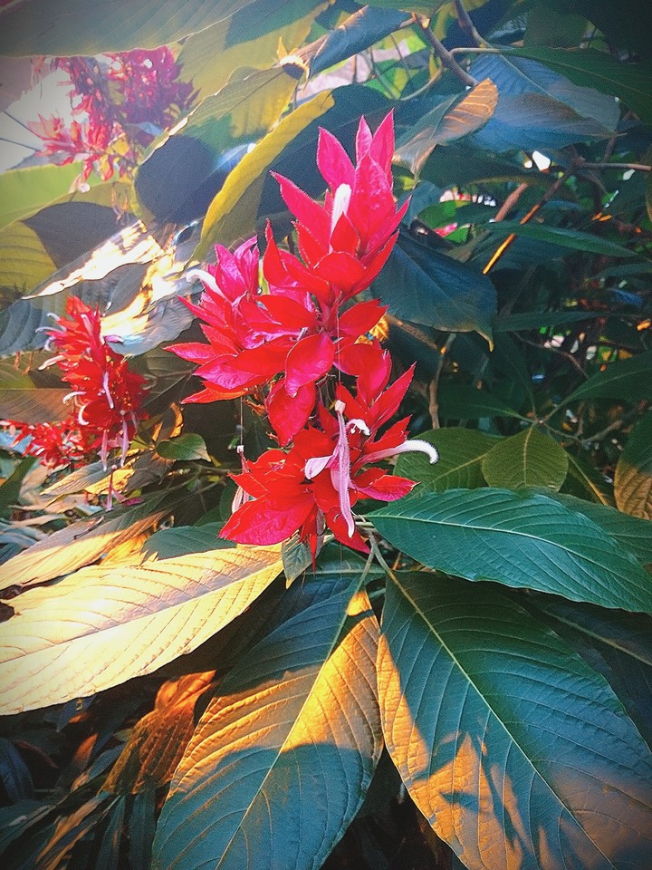 tropic garden