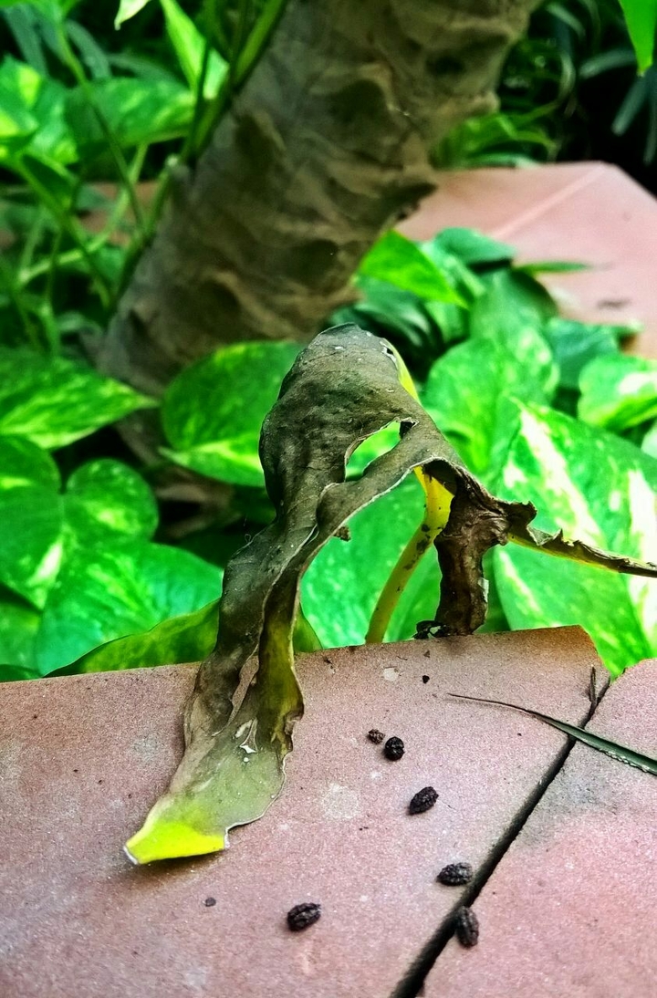 random click#plants#photography#caption