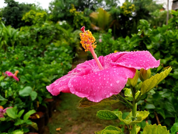 The Beauty in pink