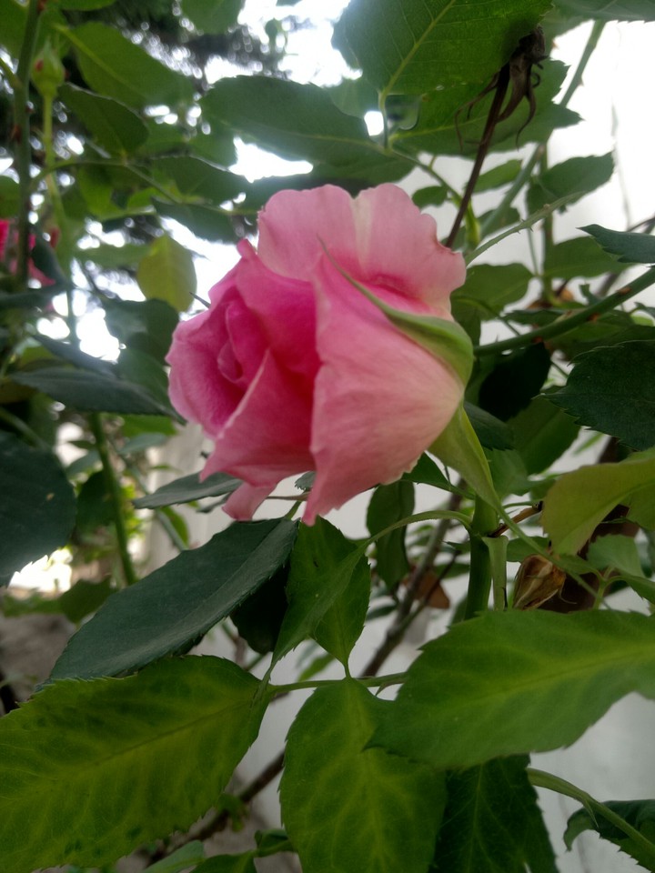 rose