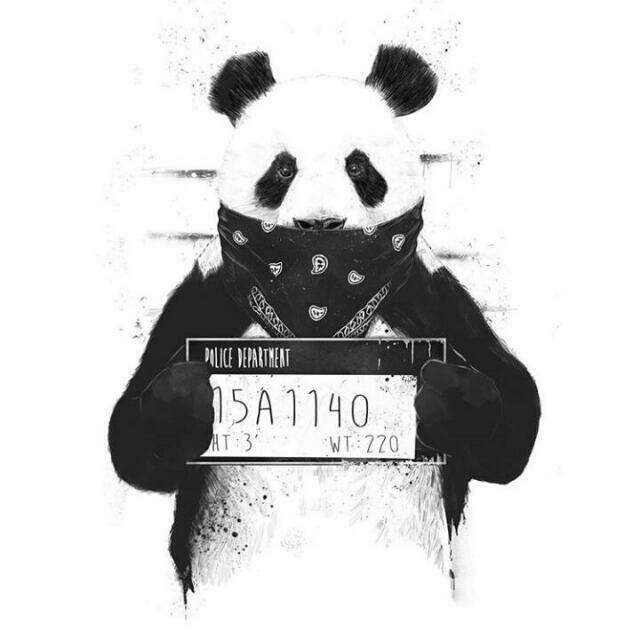 panda 