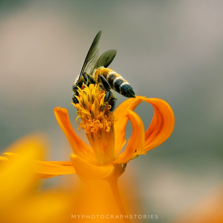 Honeybee