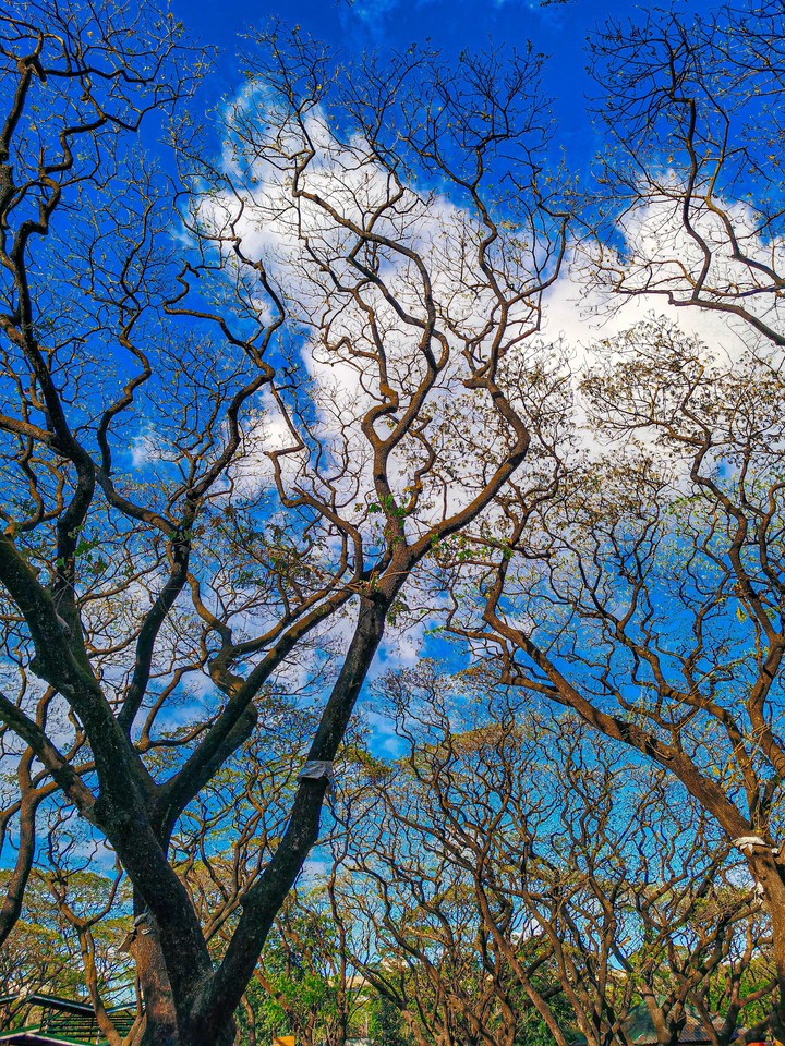 Park
