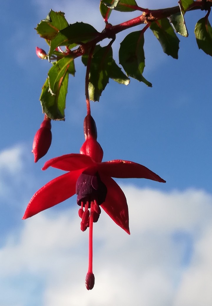 HD Flower