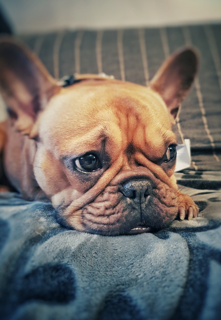 bull Carla
