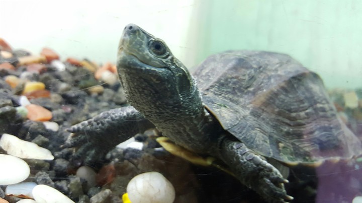smiling tortoise