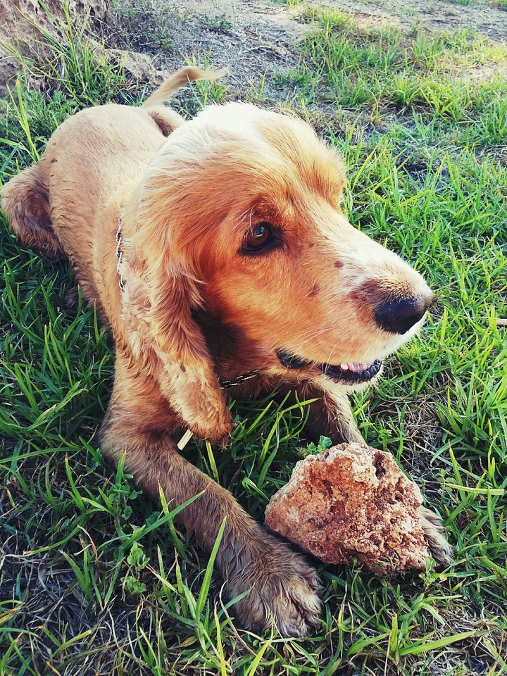 dog