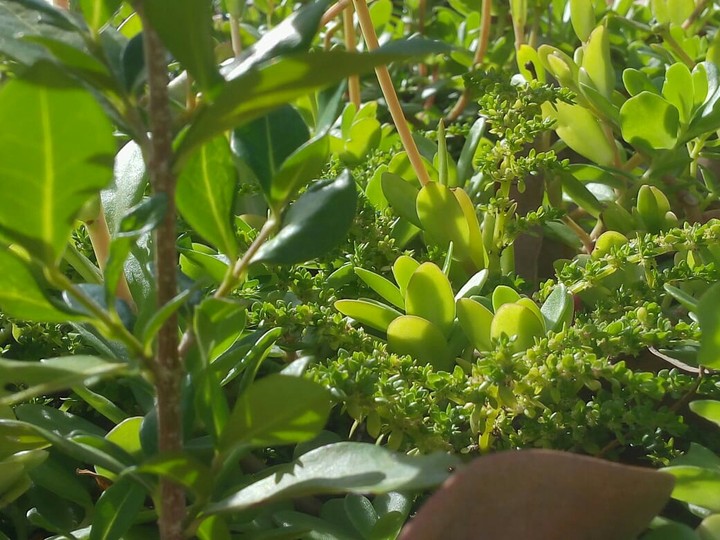mix de plantas